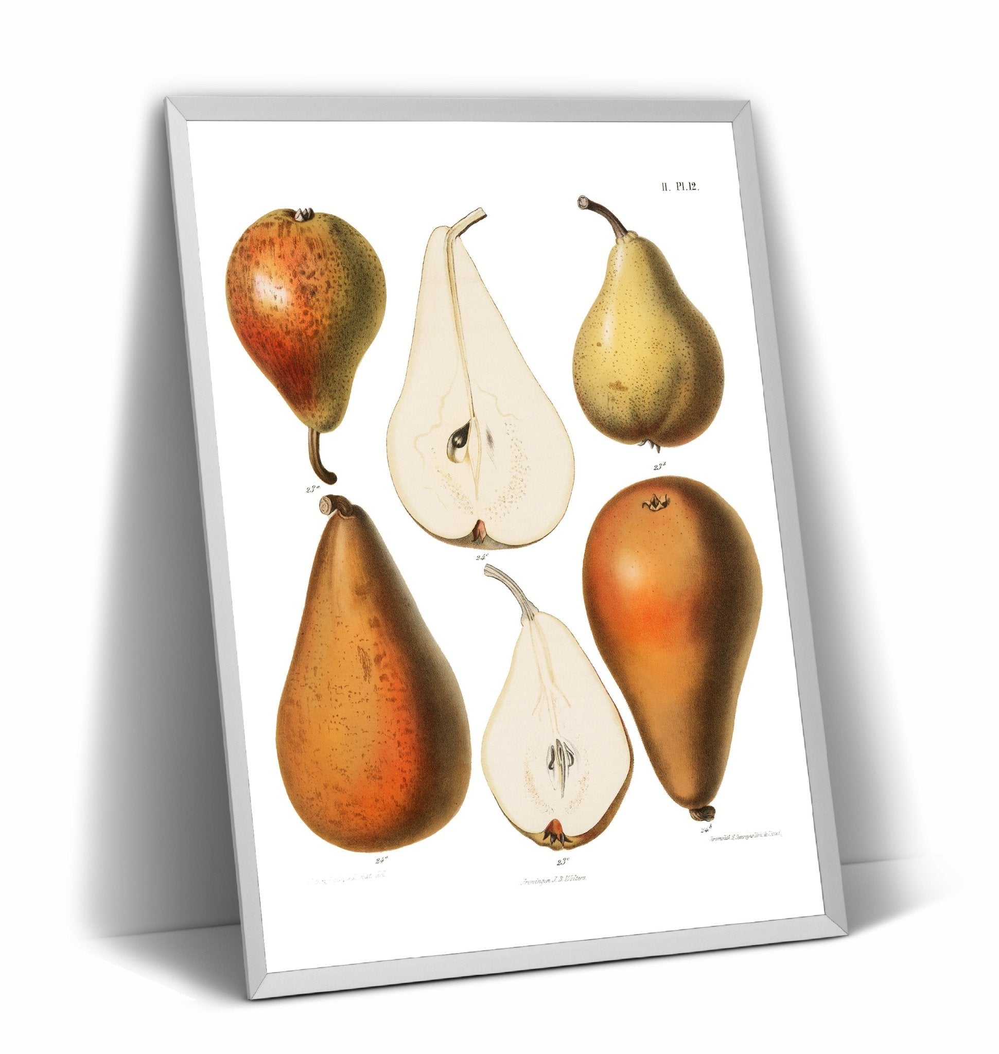Vintage Fresh Pears 1887 Print - Magic Posters