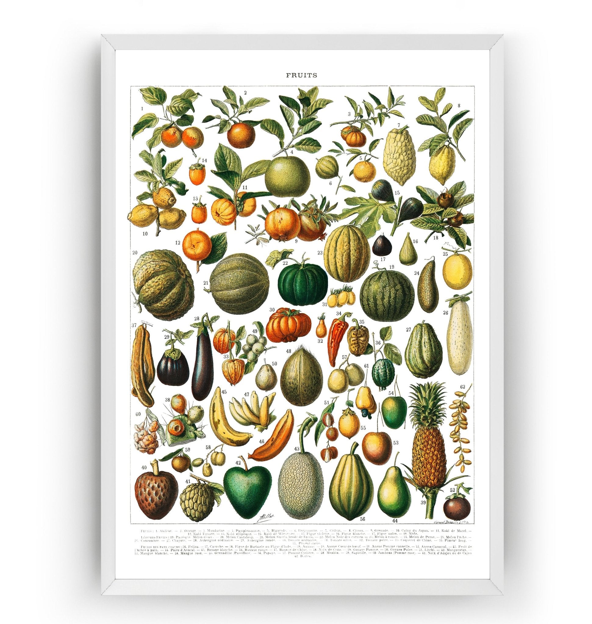Vintage Variety Of Fruits And Vegetables 1898 Print - Magic Posters