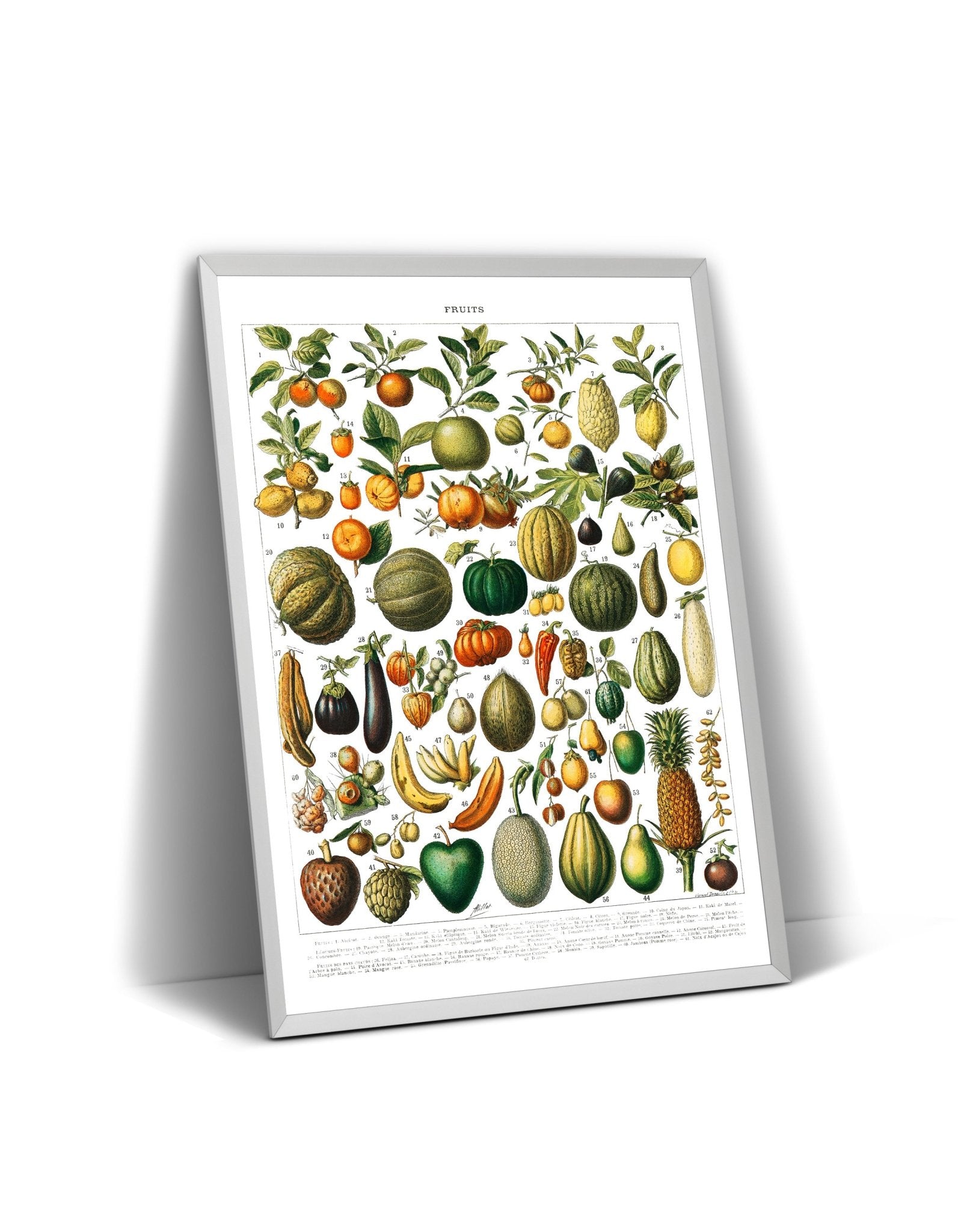 Vintage Variety Of Fruits And Vegetables 1898 Print - Magic Posters