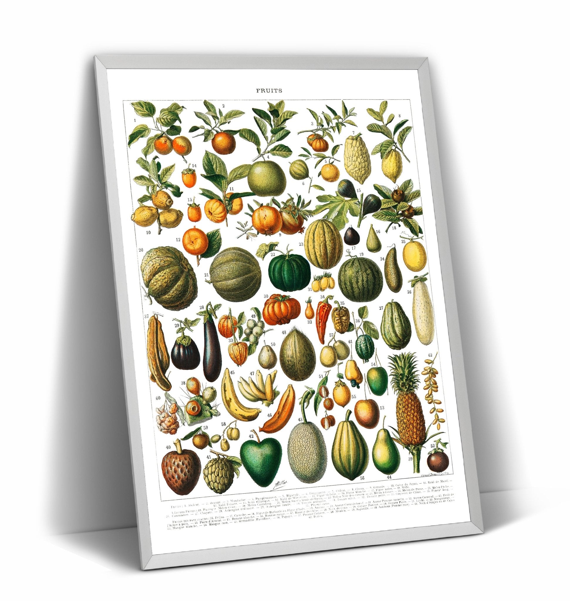 Vintage Variety Of Fruits And Vegetables 1898 Print - Magic Posters