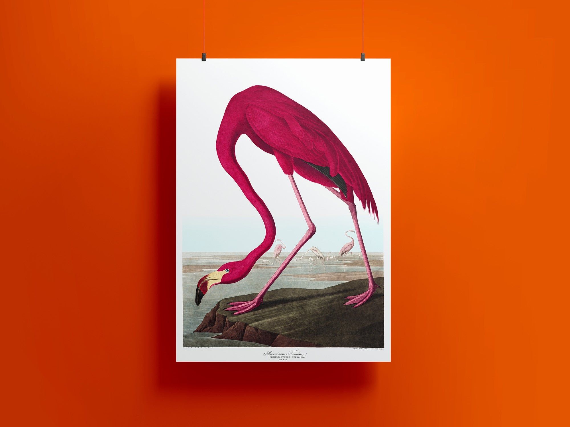 American Flamingo Print - Magic Posters