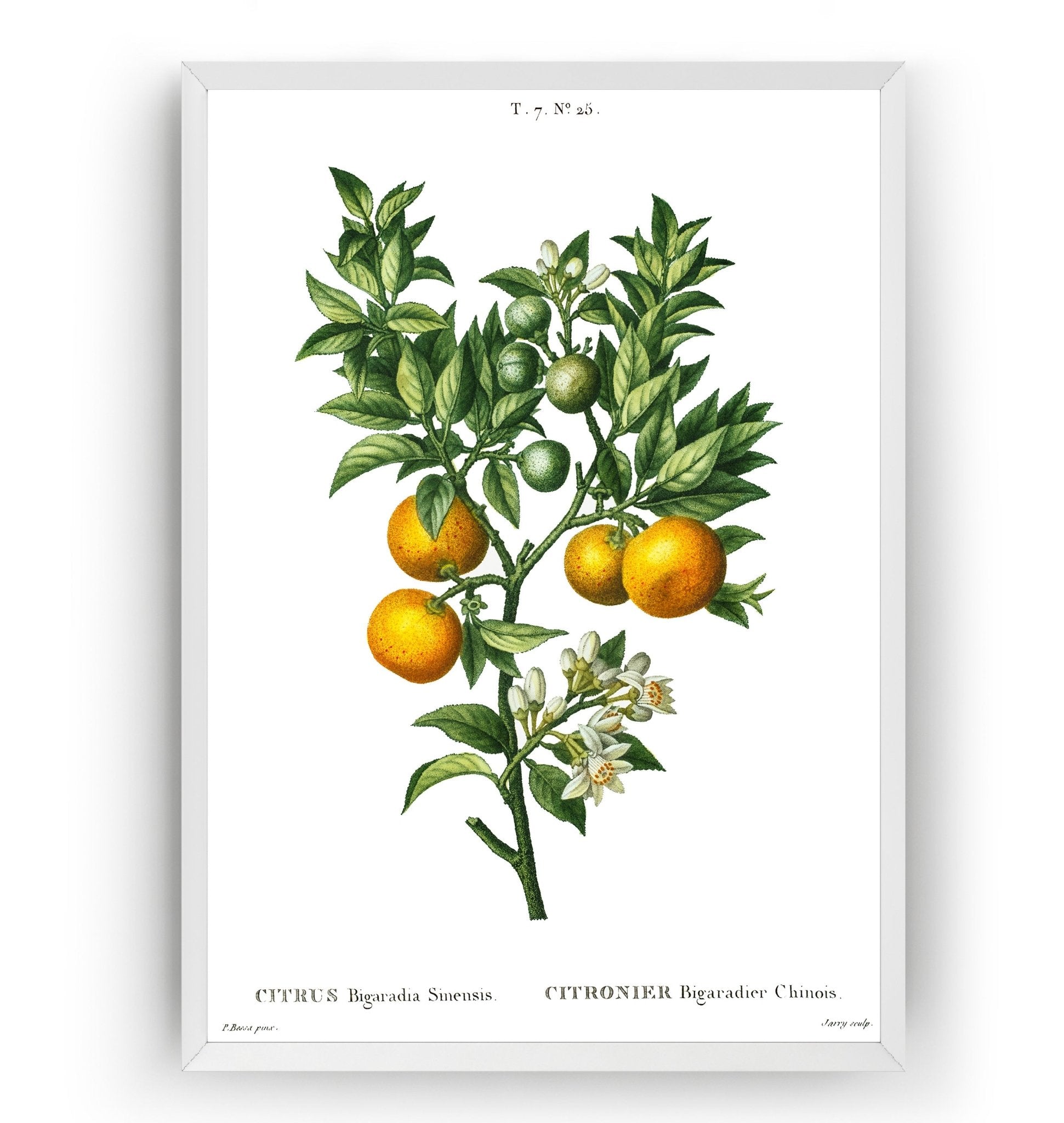 Bitter Sweet Oranges On A Branch (Citrus Bigaradia Sinensis) Print - Magic Posters