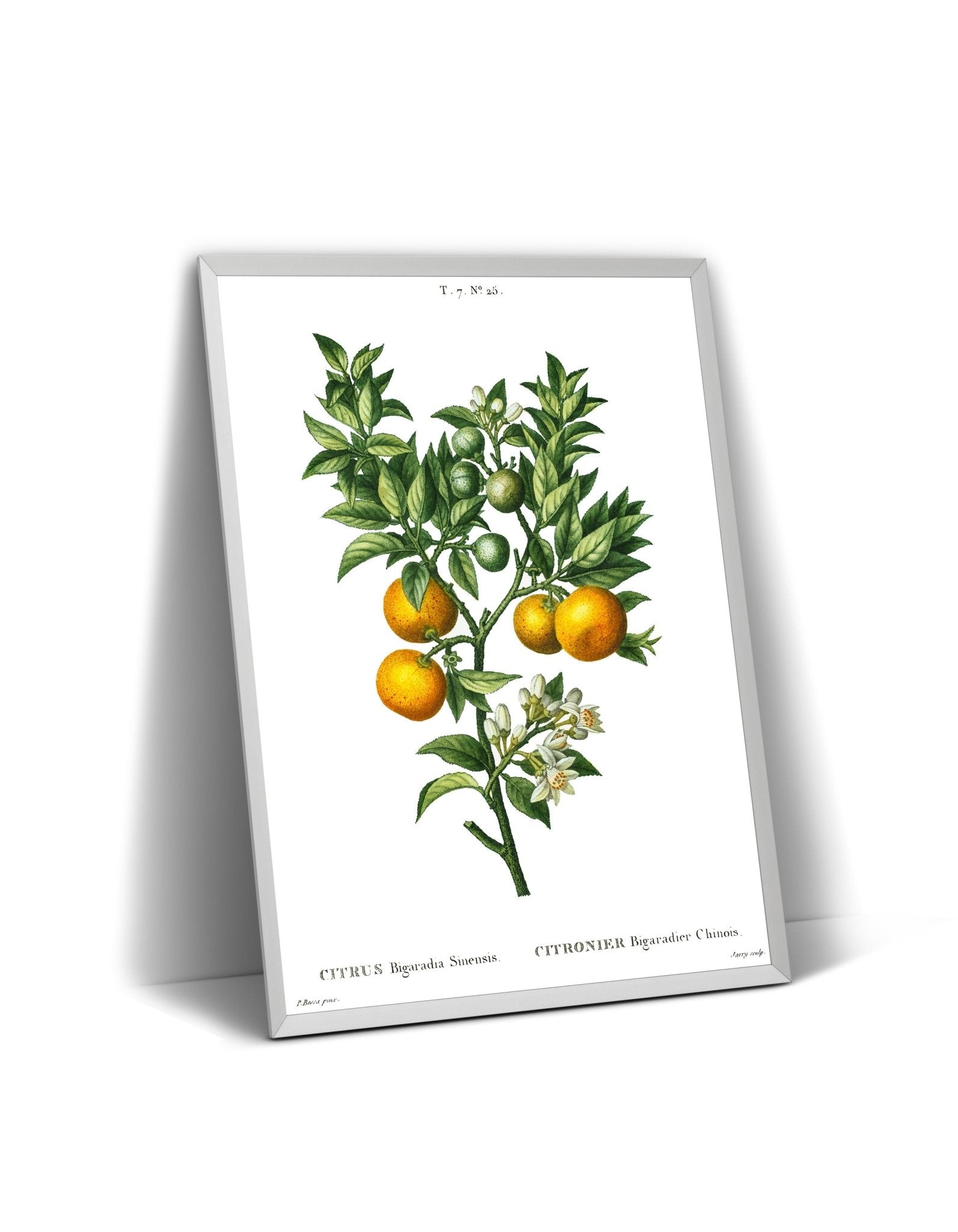 Bitter Sweet Oranges On A Branch (Citrus Bigaradia Sinensis) Print - Magic Posters