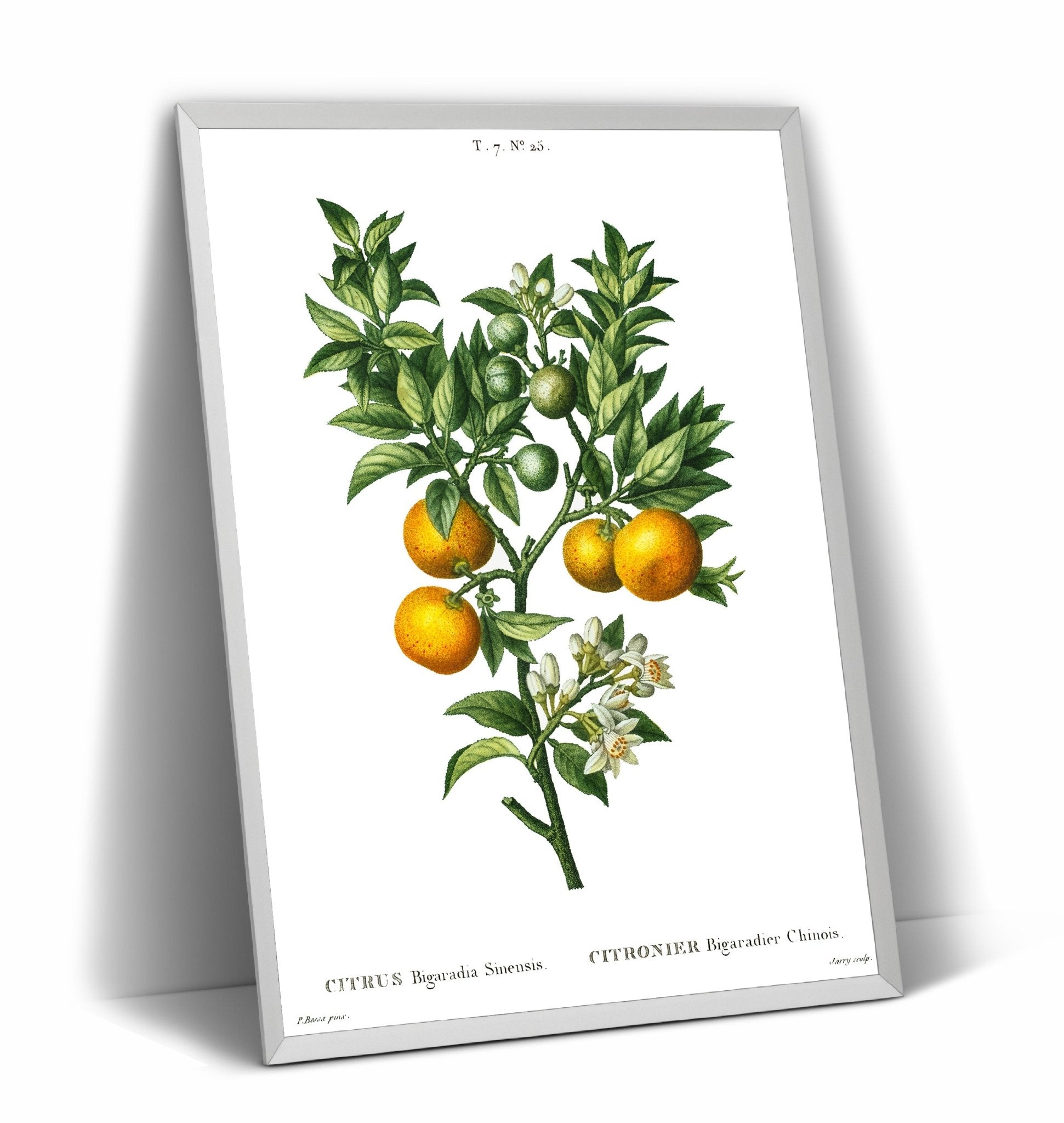 Bitter Sweet Oranges On A Branch (Citrus Bigaradia Sinensis) Print - Magic Posters