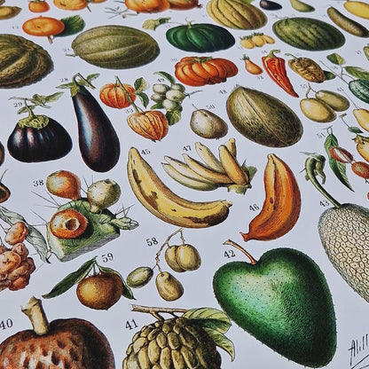 Vintage Variety Of Fruits And Vegetables 1898 Print