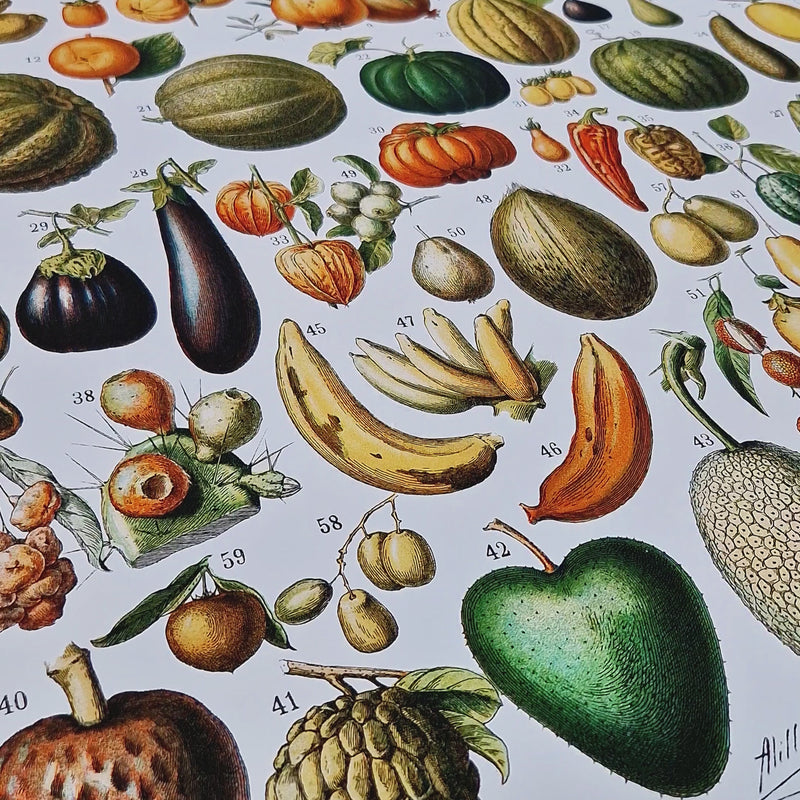 Vintage Variety Of Fruits And Vegetables 1898 Print - Magic Posters