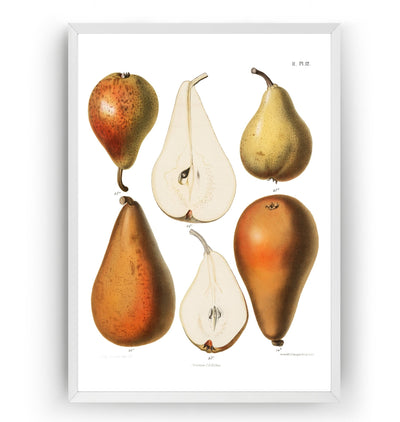 Vintage Fresh Pears 1887 Print - Magic Posters