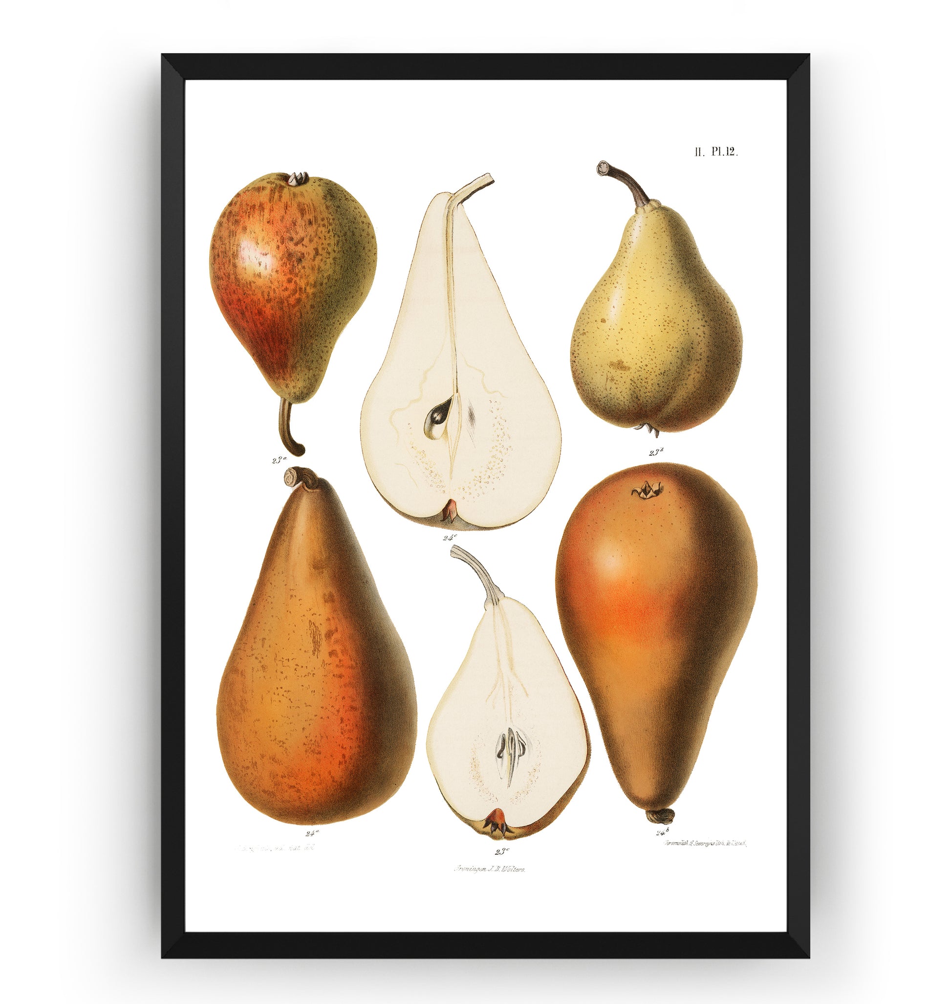 Vintage Fresh Pears 1887 Print - Magic Posters