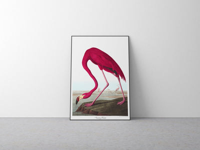 American Flamingo Print - Magic Posters