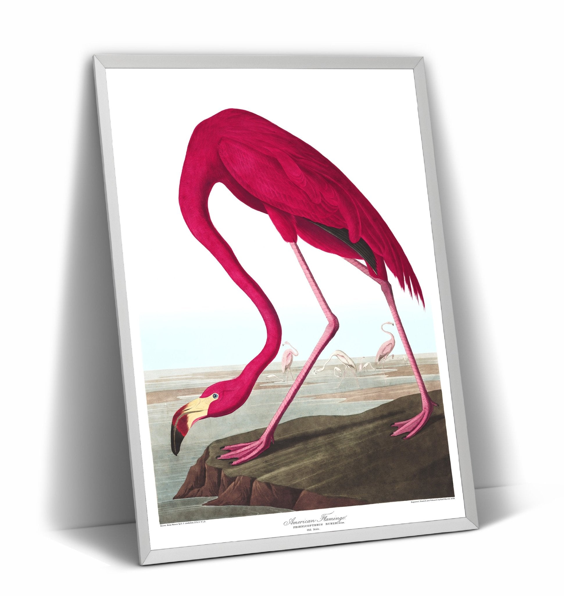 American Flamingo Print - Magic Posters