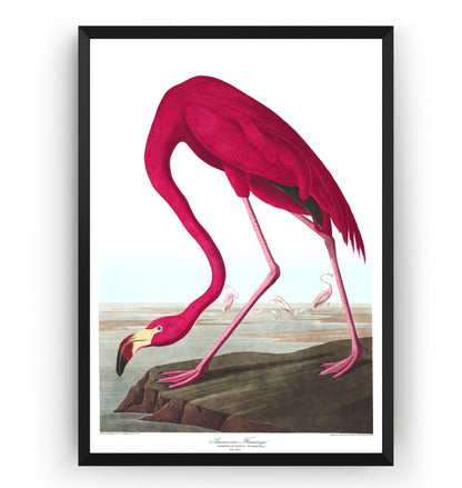American Flamingo Print - Magic Posters