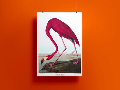 American Flamingo Print - Magic Posters