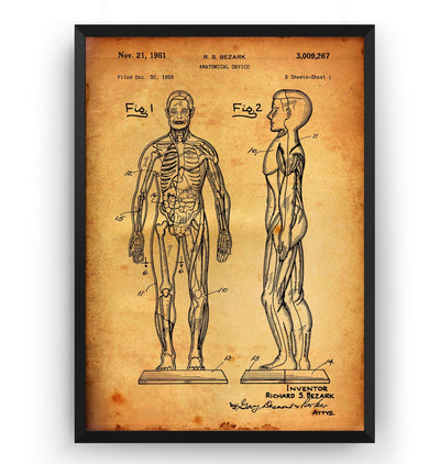 Anatomical Muscle 1961 Patent Print - Magic Posters