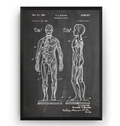 Anatomical Muscle 1961 Patent Print - Magic Posters