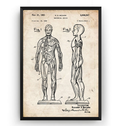 Anatomical Muscle 1961 Patent Print - Magic Posters