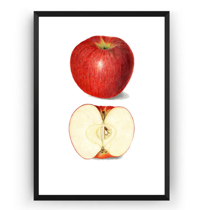 Apple (Malus Domestica) 1908 Print - Magic Posters