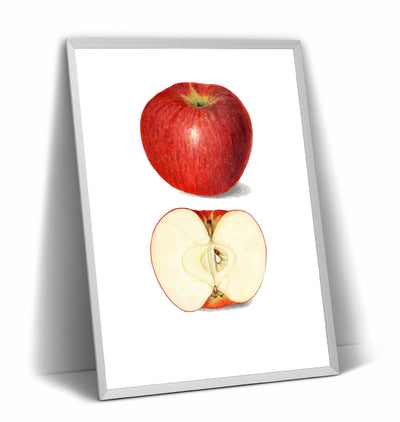 Apple (Malus Domestica) 1908 Print - Magic Posters