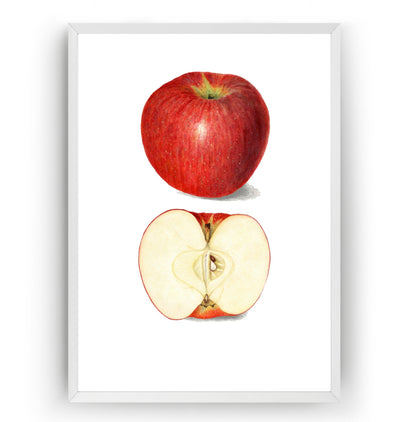 Apple (Malus Domestica) 1908 Print - Magic Posters