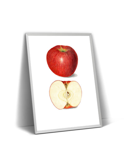 Apple (Malus Domestica) 1908 Print - Magic Posters