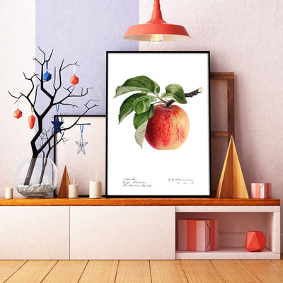 Apple (Malus Domestica) 1918 Print - Magic Posters