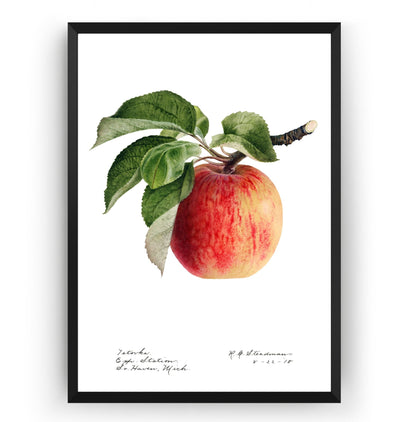 Apple (Malus Domestica) 1918 Print - Magic Posters
