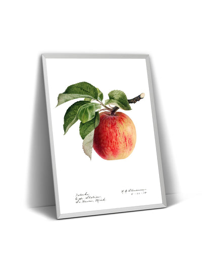 Apple (Malus Domestica) 1918 Print - Magic Posters