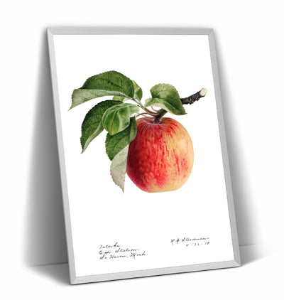 Apple (Malus Domestica) 1918 Print - Magic Posters