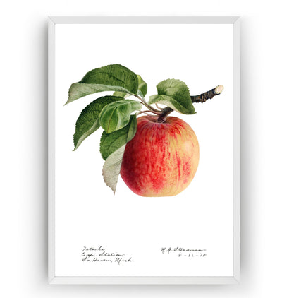 Apple (Malus Domestica) 1918 Print - Magic Posters