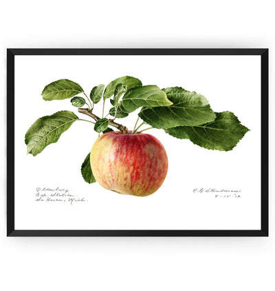 Apple (Malus Domestica) 1919 Print - Magic Posters