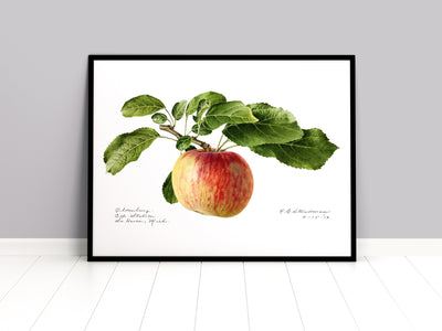 Apple (Malus Domestica) 1919 Print - Magic Posters
