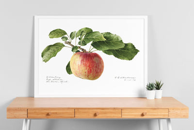 Apple (Malus Domestica) 1919 Print - Magic Posters