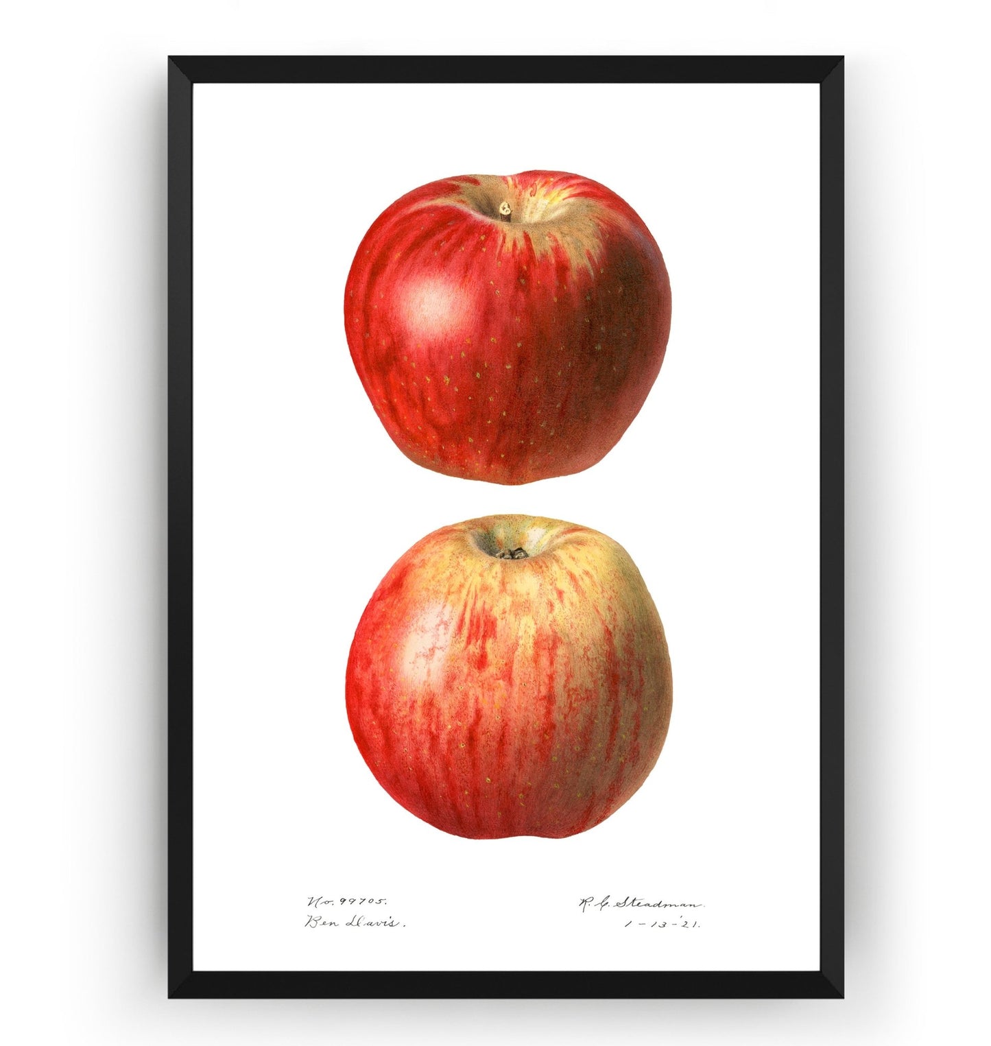 Apple (Malus Domestica) 1921 Print - Magic Posters