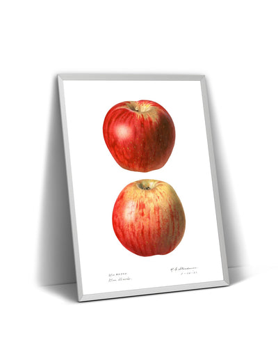 Apple (Malus Domestica) 1921 Print - Magic Posters