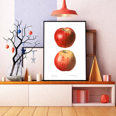 Apple (Malus Domestica) 1921 Print - Magic Posters
