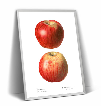 Apple (Malus Domestica) 1921 Print - Magic Posters