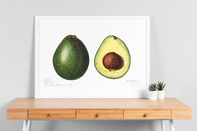 Avocado (Persea) 1916 Print - Magic Posters