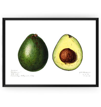 Avocado (Persea) 1916 Print - Magic Posters
