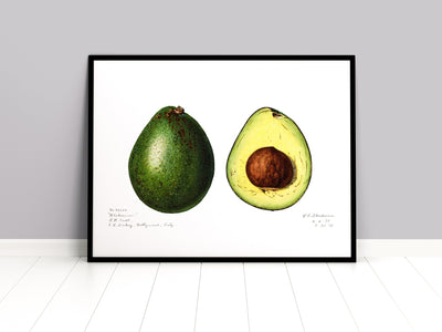 Avocado (Persea) 1916 Print - Magic Posters