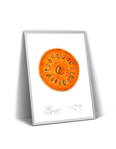 Bael (Aegle Marmelos) 1909 Print - Magic Posters