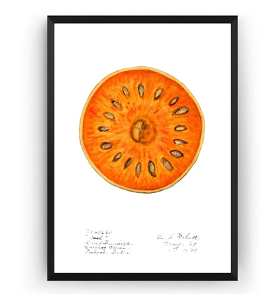 Bael (Aegle Marmelos) 1909 Print - Magic Posters