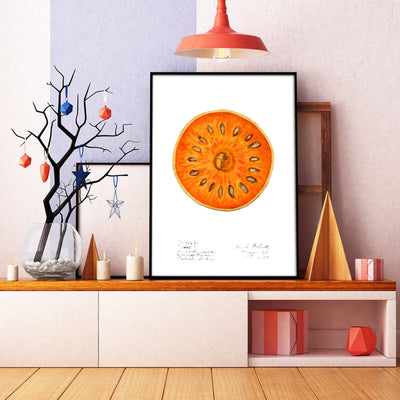 Bael (Aegle Marmelos) 1909 Print - Magic Posters