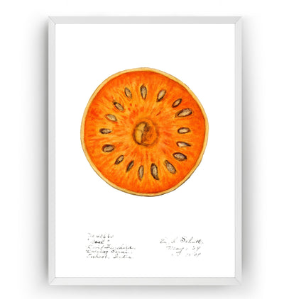 Bael (Aegle Marmelos) 1909 Print - Magic Posters
