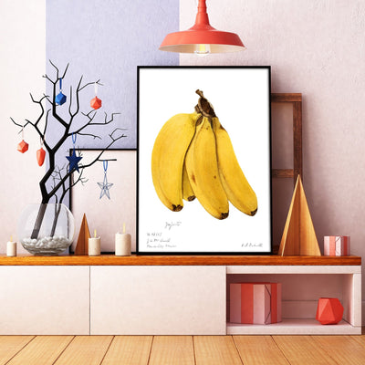 Bananas (Musa) 1904 Print - Magic Posters