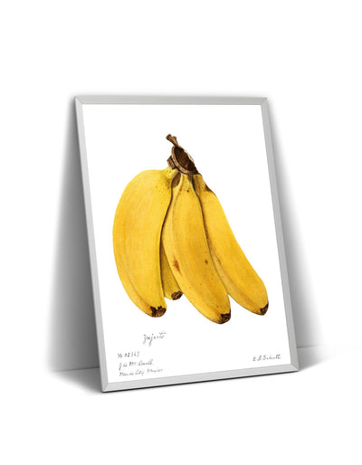 Bananas (Musa) 1904 Print - Magic Posters