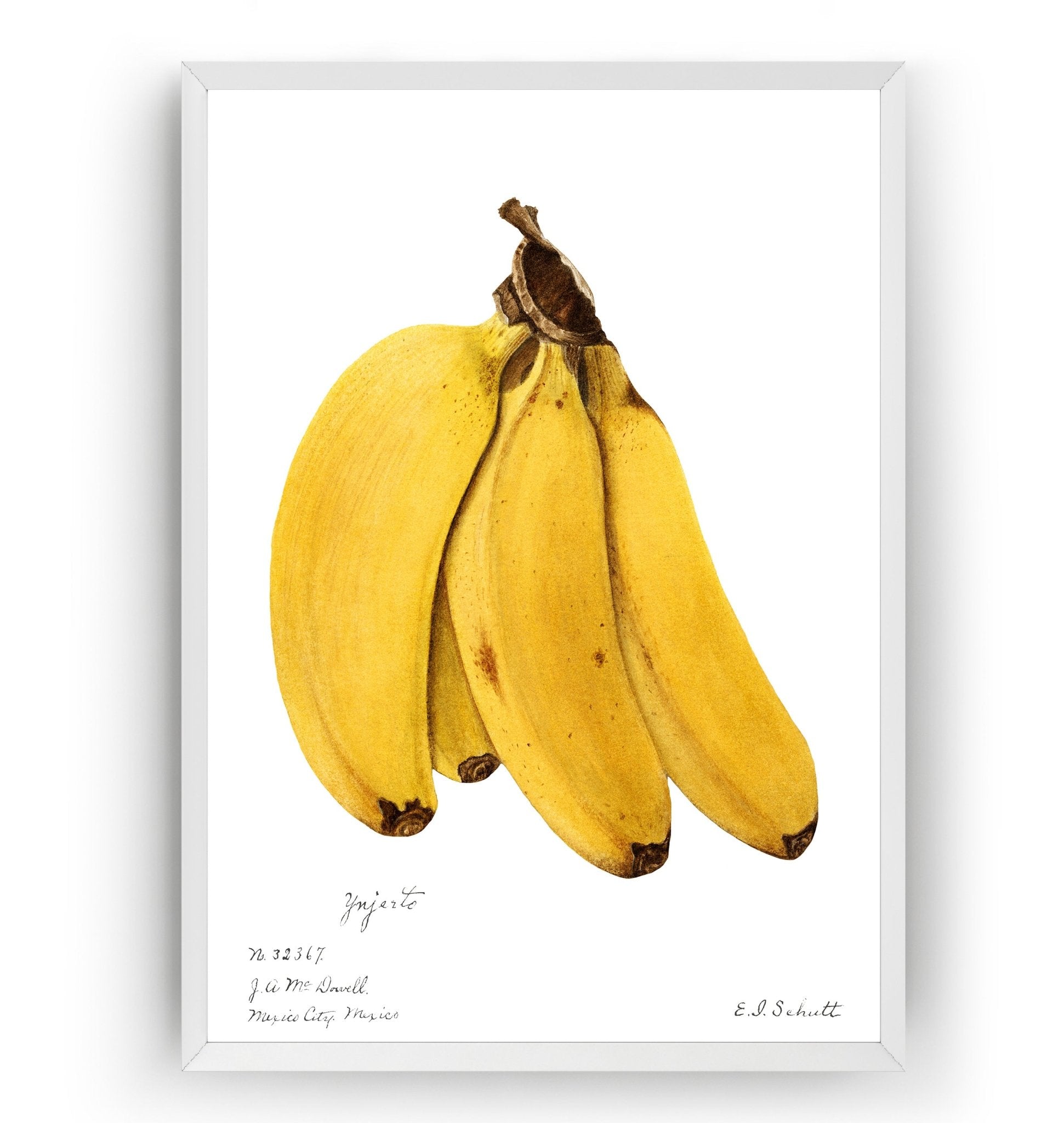 Bananas (Musa) 1904 Print - Magic Posters