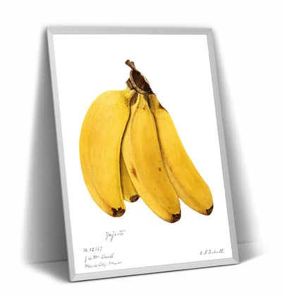 Bananas (Musa) 1904 Print - Magic Posters