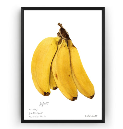 Bananas (Musa) 1904 Print - Magic Posters