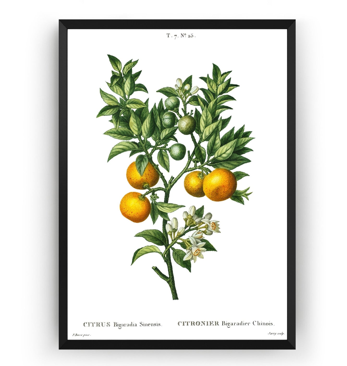 Bitter Sweet Oranges On A Branch (Citrus Bigaradia Sinensis) Print - Magic Posters