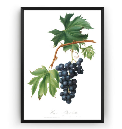 Brachetto Grape (Vitis Vinifera Niceaensis) Print - Magic Posters