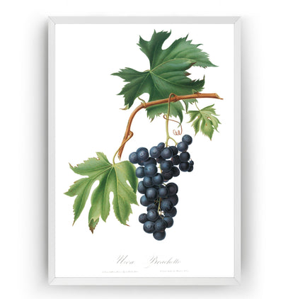 Brachetto Grape (Vitis Vinifera Niceaensis) Print - Magic Posters